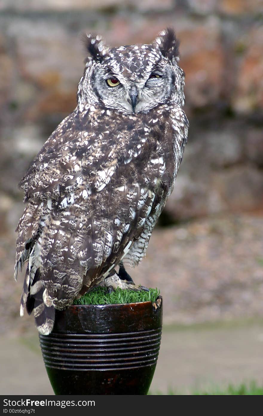 Owl on a perch winking