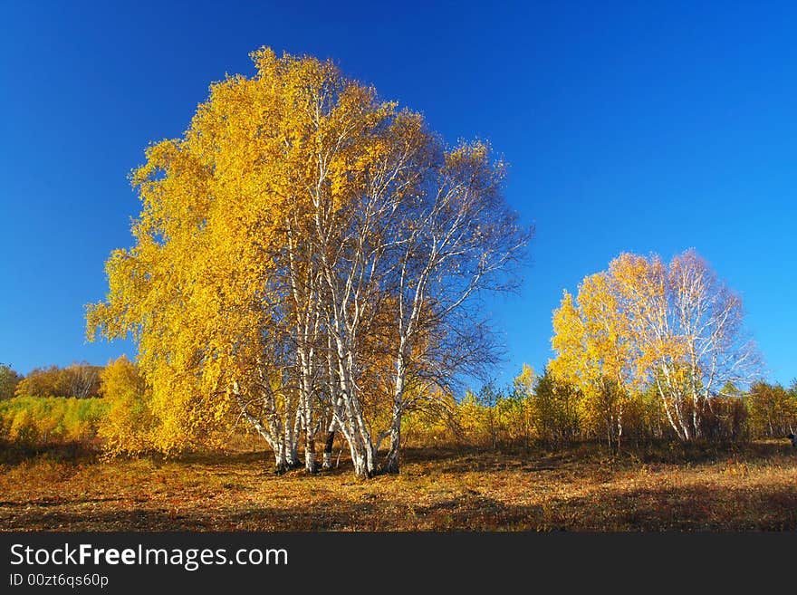 The silver birch are beautiful in golden autumn