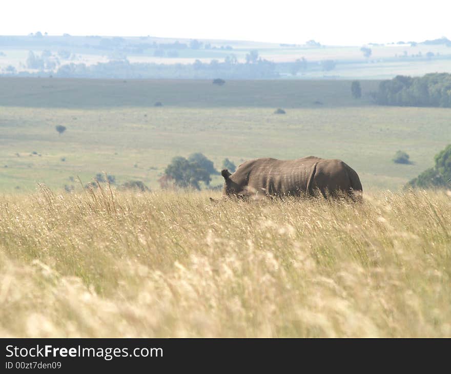 I took this picture at Krugersdorp Nature Reserve,South Africa. I took this picture at Krugersdorp Nature Reserve,South Africa.