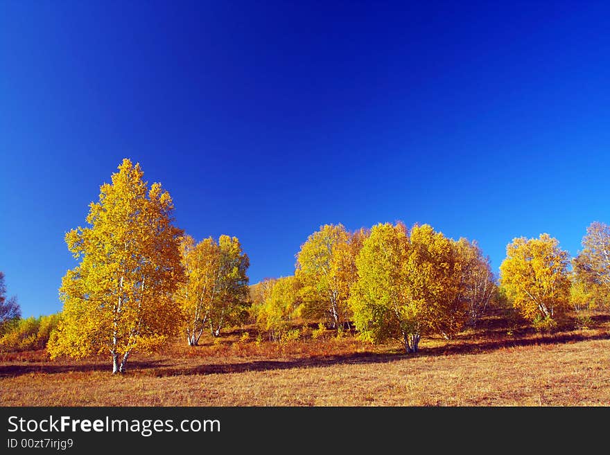 The sky of bashang is blue. The sky of bashang is blue