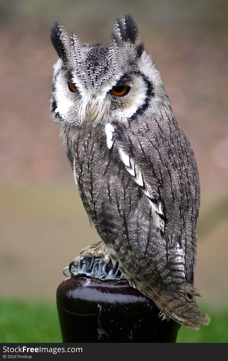 Owl sitting on a perch