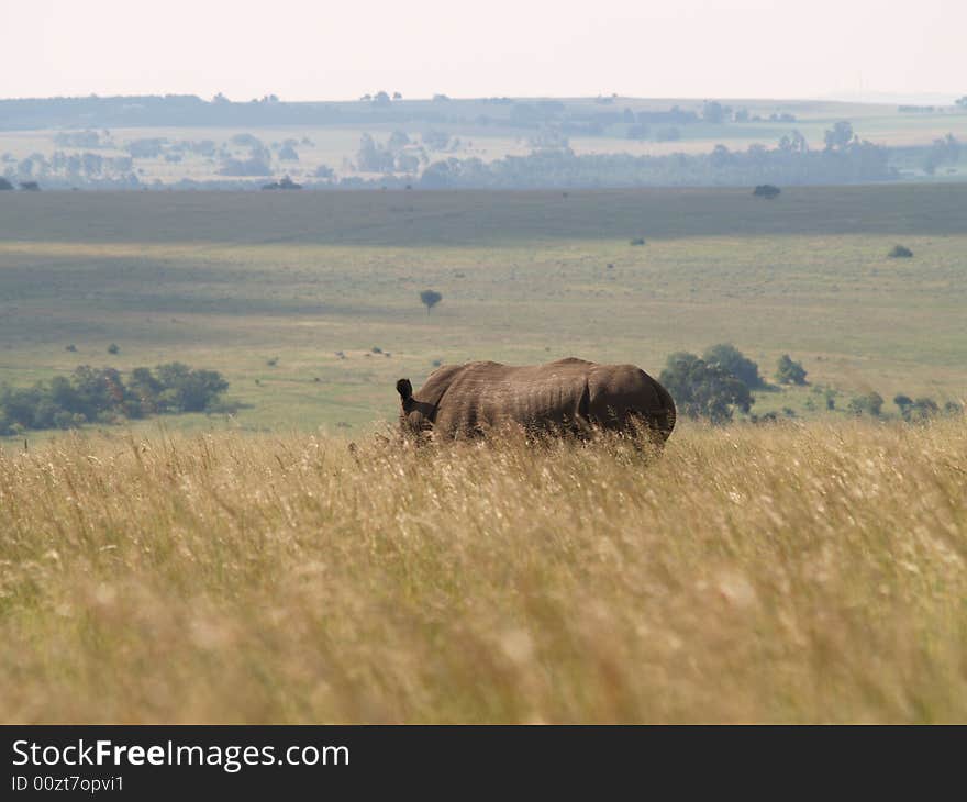 I took this picture at Krugersdorp Nature Reserve,South Africa. I took this picture at Krugersdorp Nature Reserve,South Africa.