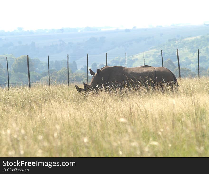 I took this picture at Krugersdorp Nature Reserve,South Africa. I took this picture at Krugersdorp Nature Reserve,South Africa.