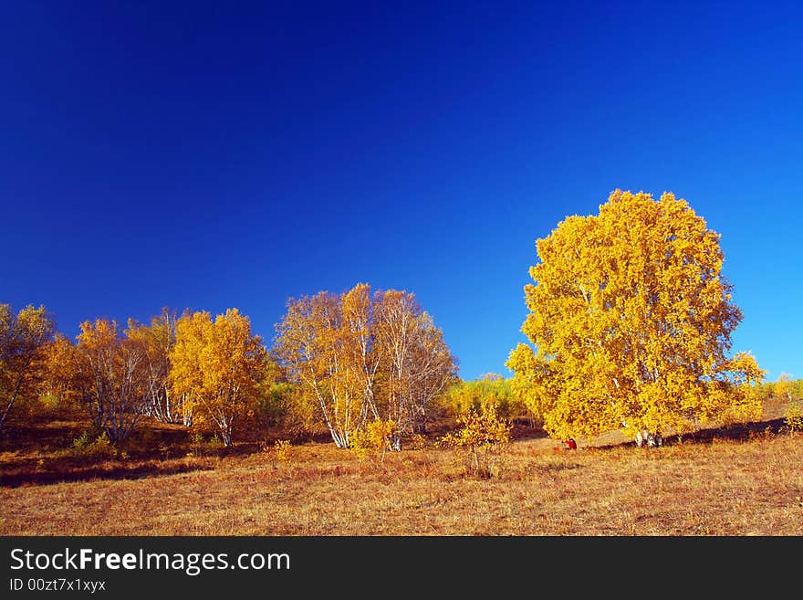 The silver birch is very beautiful. The silver birch is very beautiful