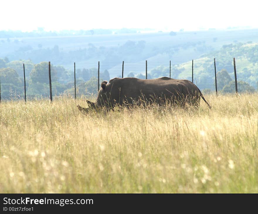 I took this picture at Krugersdorp Nature Reserve,South Africa. I took this picture at Krugersdorp Nature Reserve,South Africa.