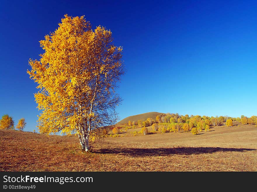 The silver birch is very beautiful