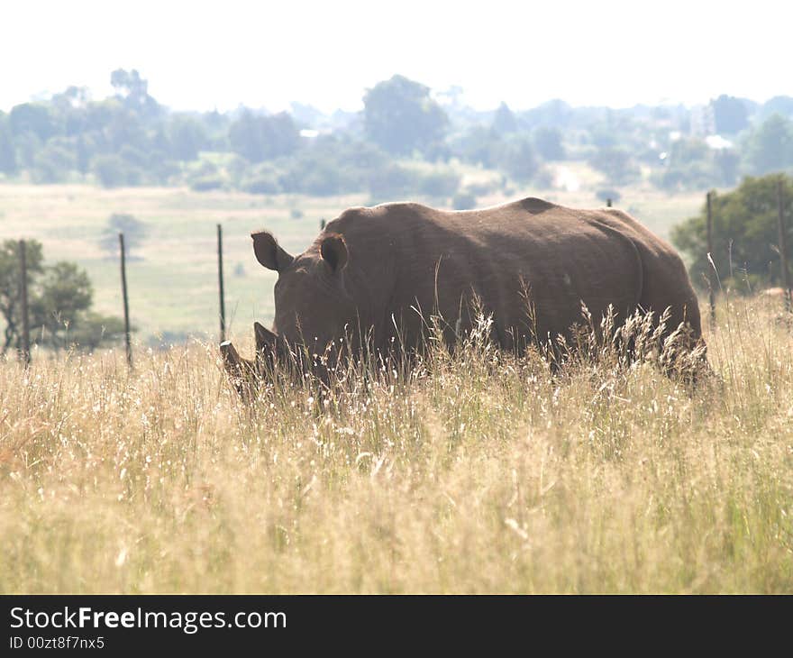 I took this picture at Krugersdorp Nature Reserve,South Africa. I took this picture at Krugersdorp Nature Reserve,South Africa.