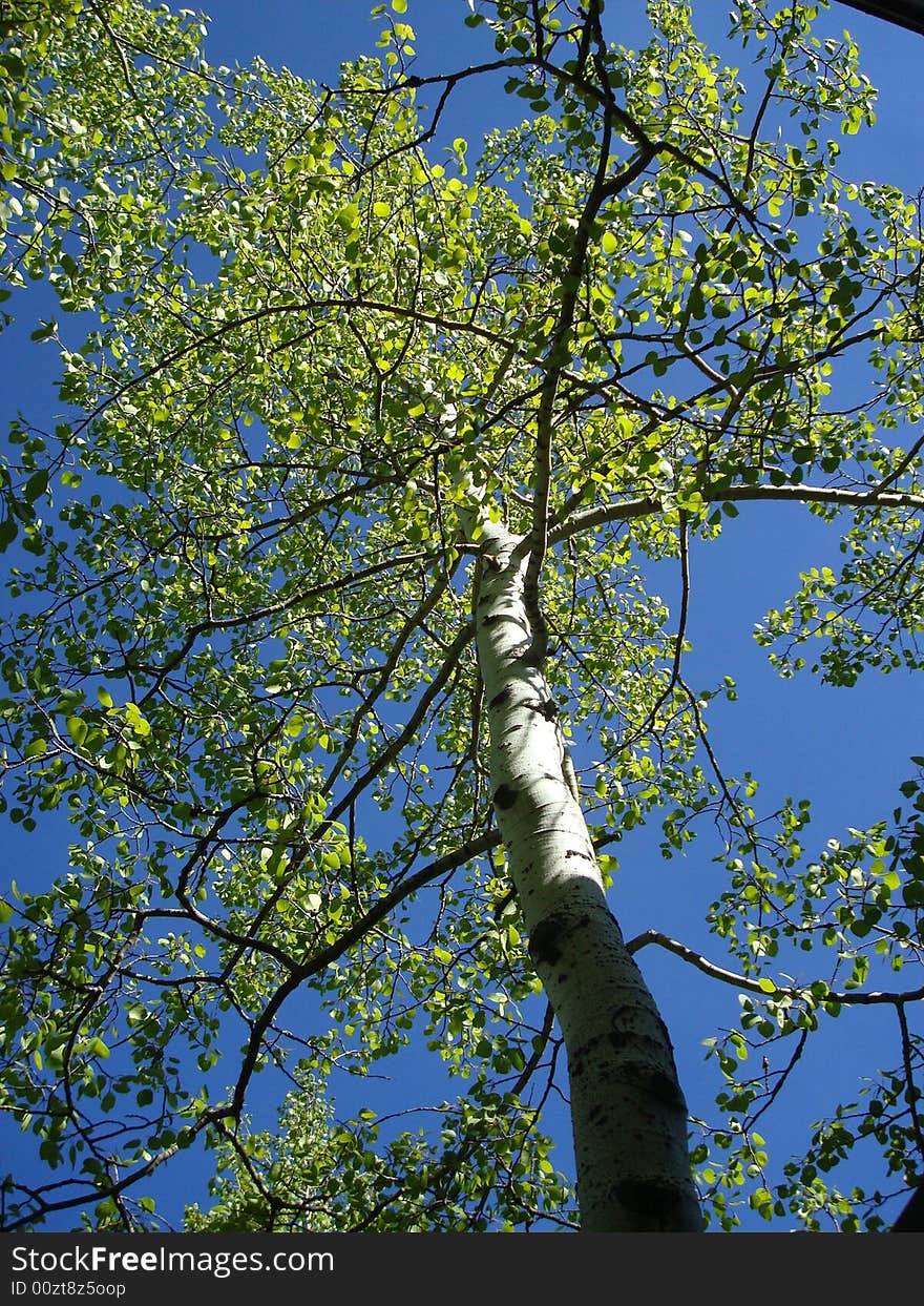 Sunlit aspen tree