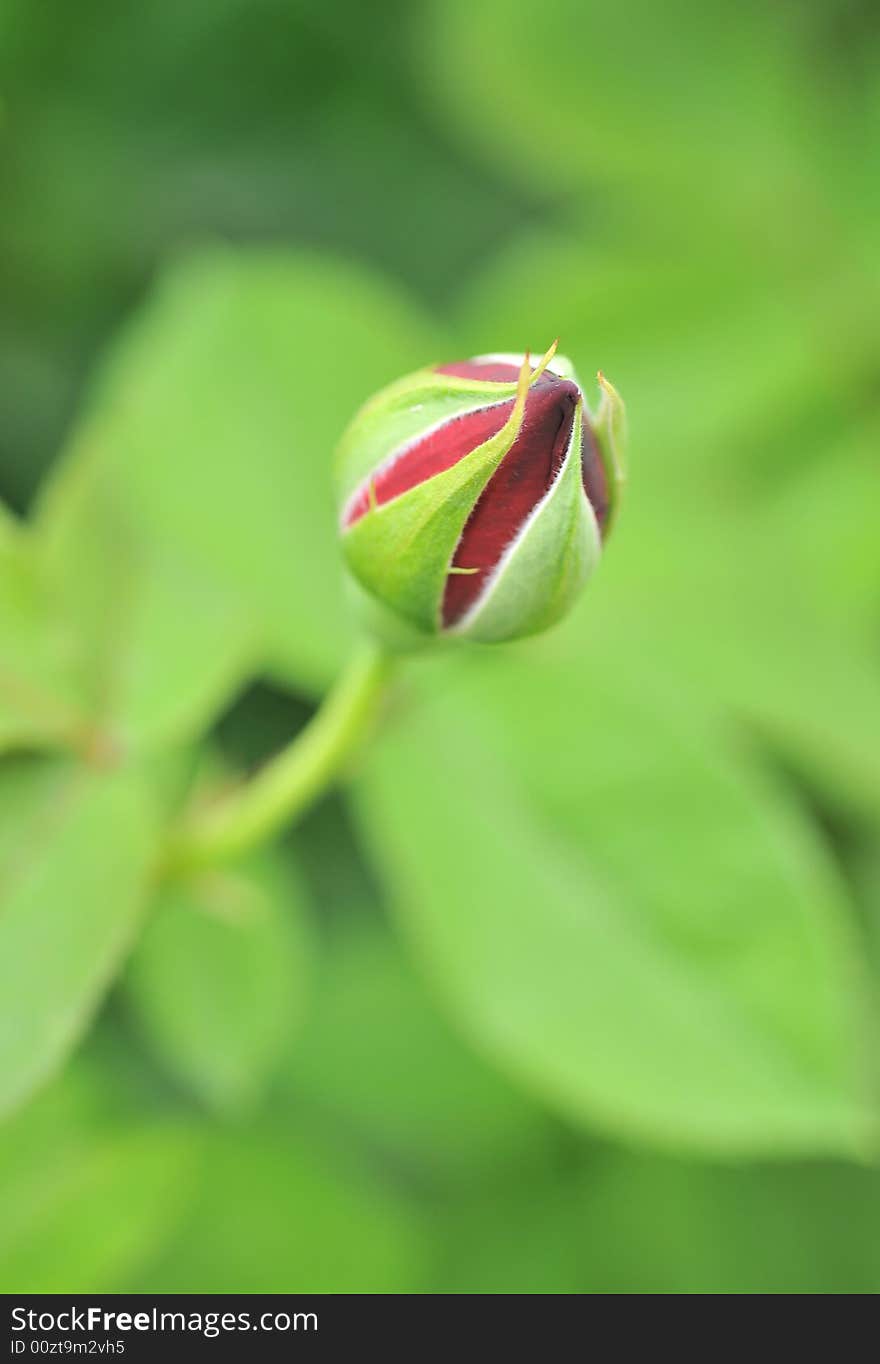 Close up on bud of rose in garden