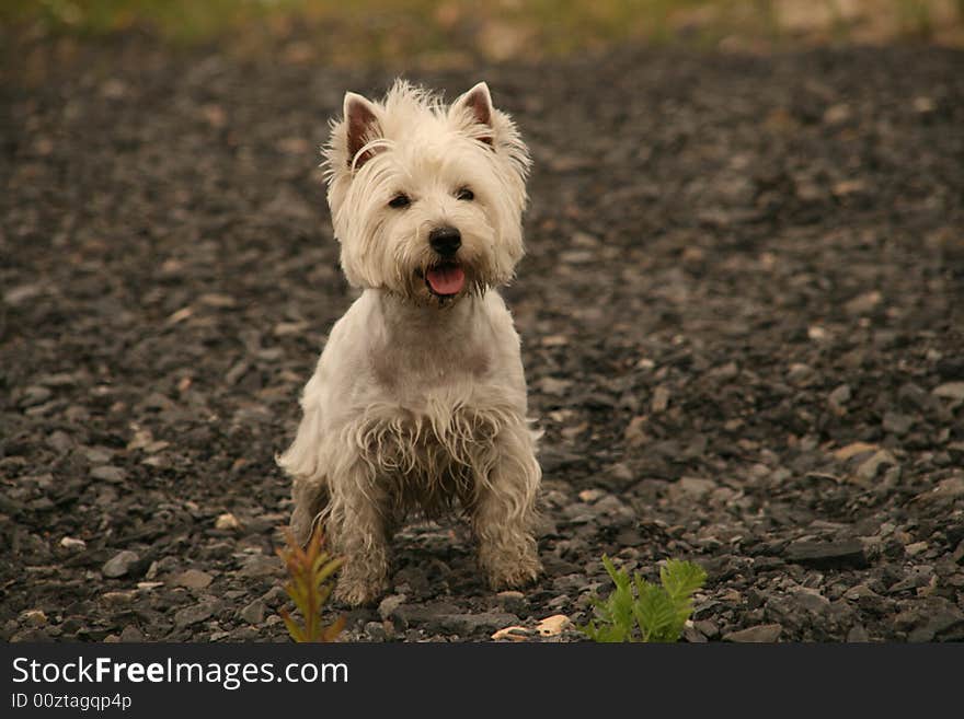 Young west highland white terrier. Young west highland white terrier.