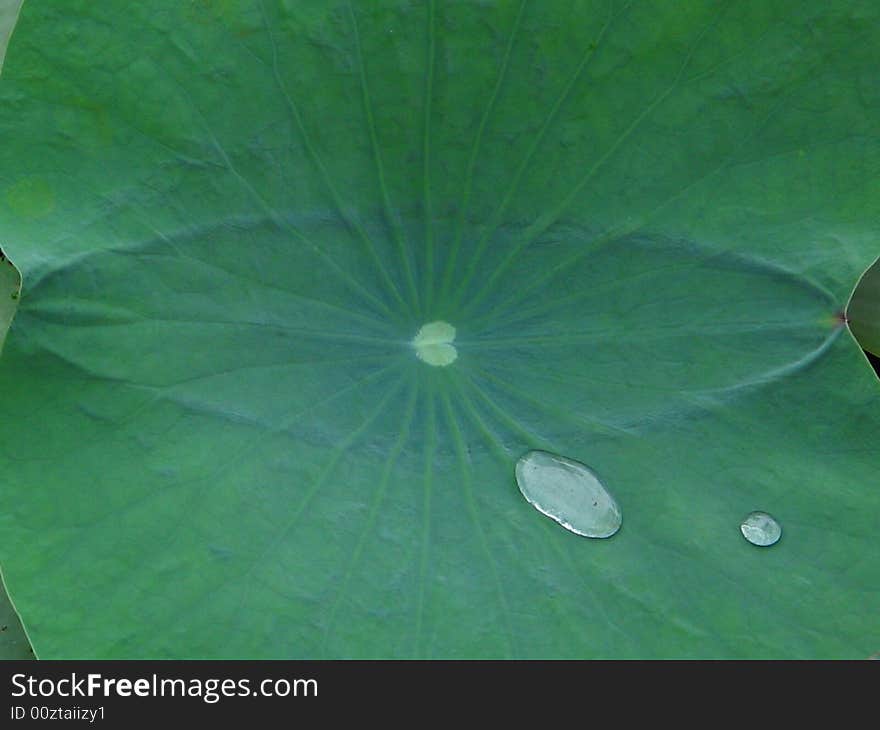 Two drops of water on a lotus leaf, commonly seen in ponds of India.