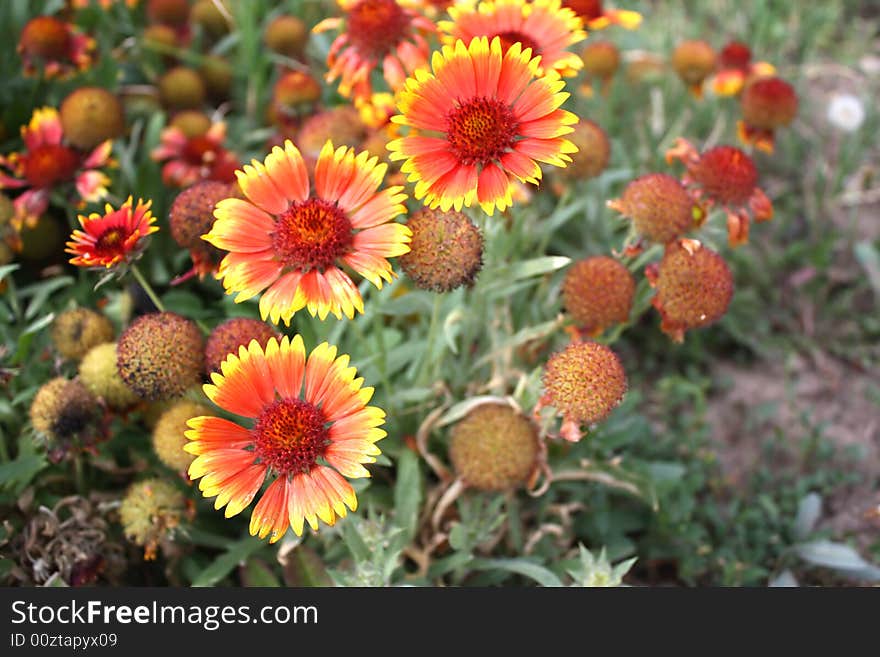 Image of beautiful orange flowers. Image of beautiful orange flowers