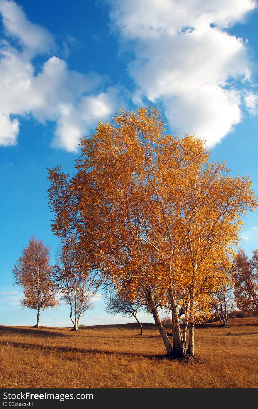 The silver birch is very beautiful. The silver birch is very beautiful