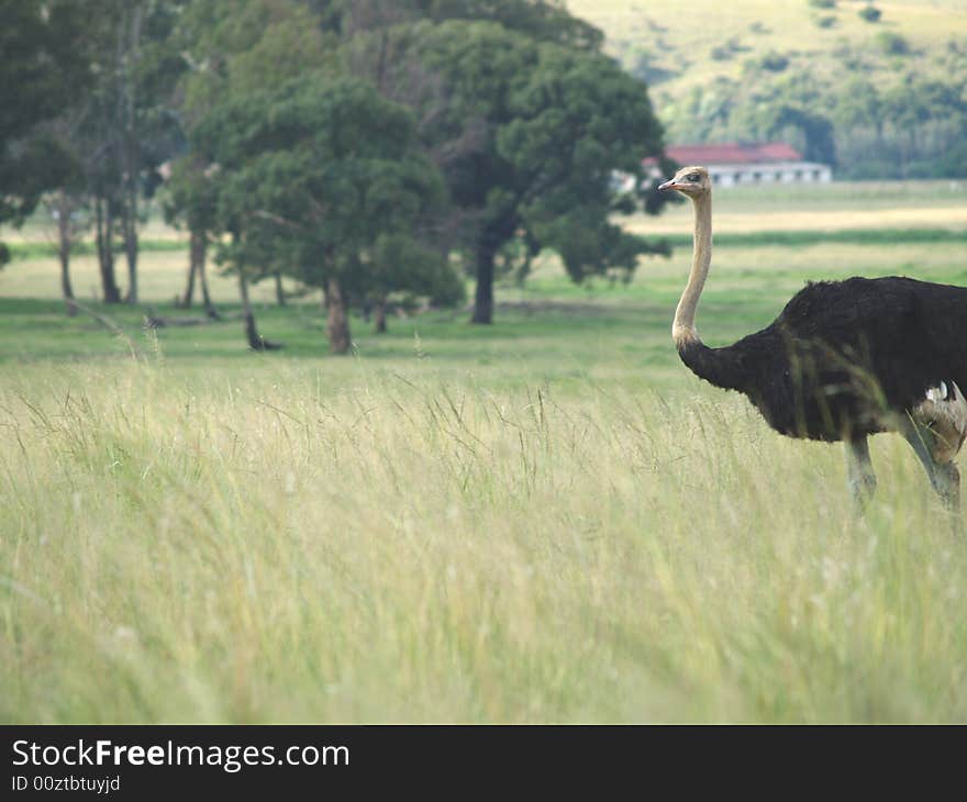 Ostrich