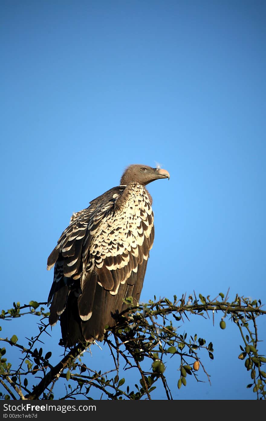 Vultures in a tree  (Masai Mara; Kenya). Vultures in a tree  (Masai Mara; Kenya)