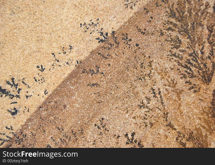 Plant fossils in stone