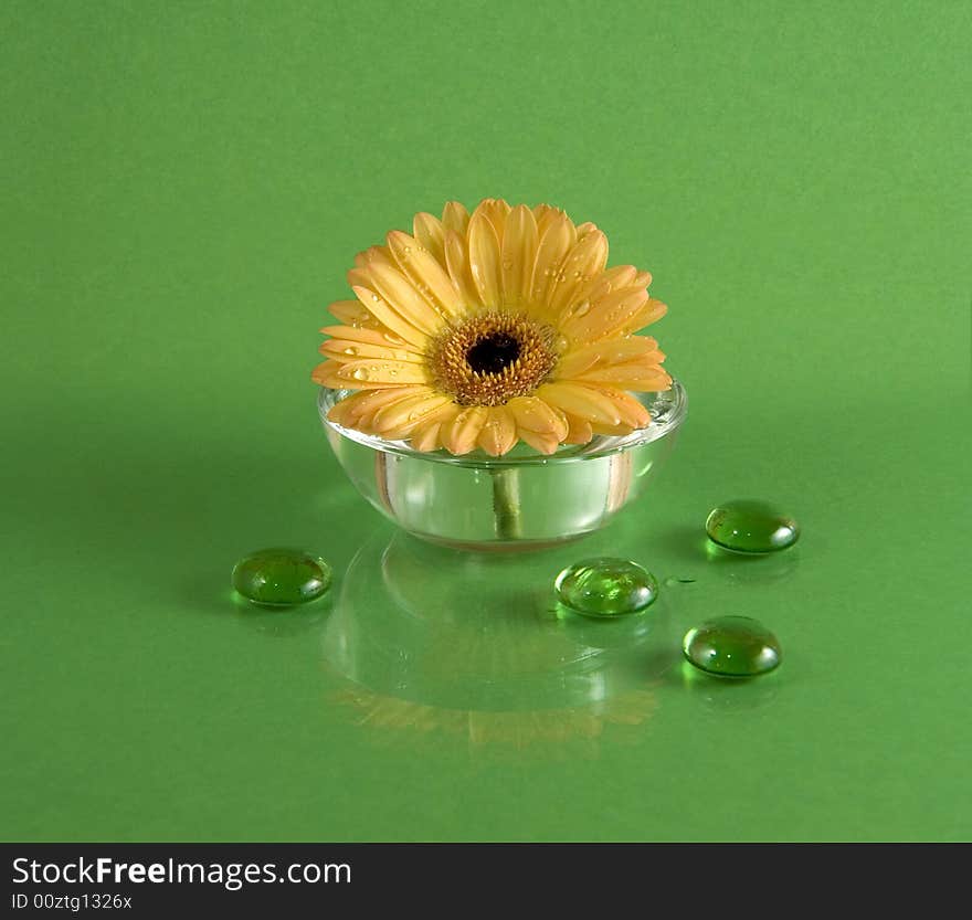 Daisy in a small glass. Daisy in a small glass