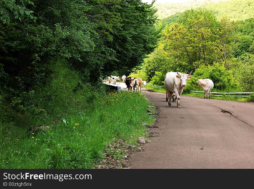 White cows, large view in mountain