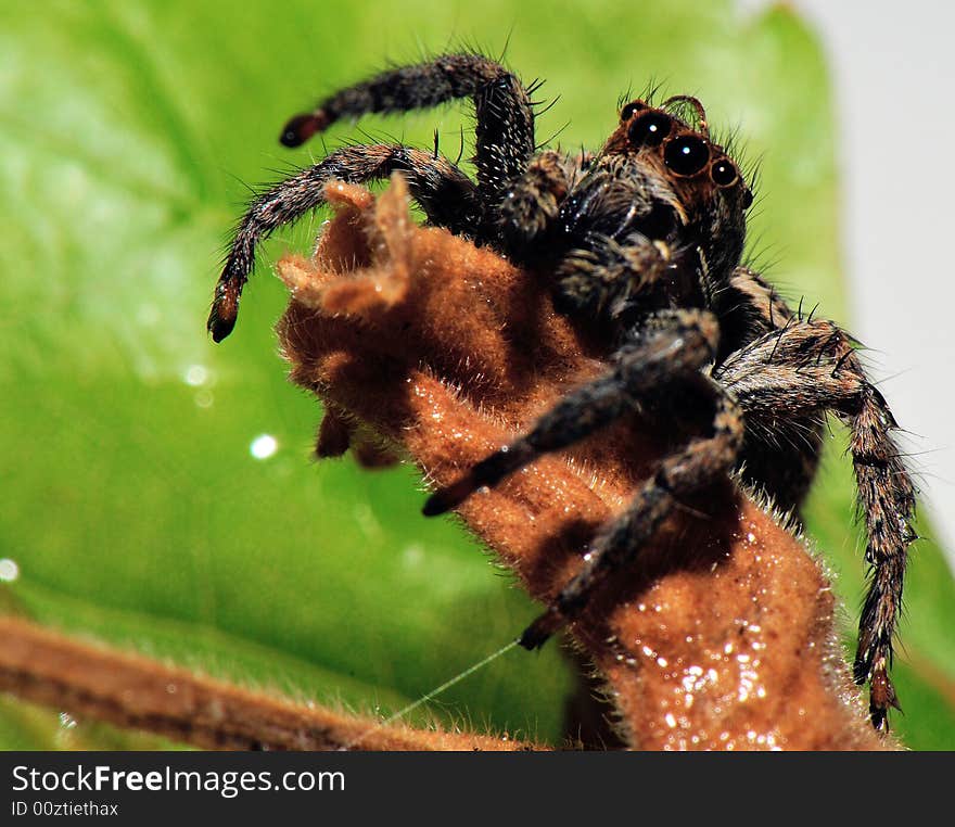 Spider shaggy with 4 eyes on  leaf green