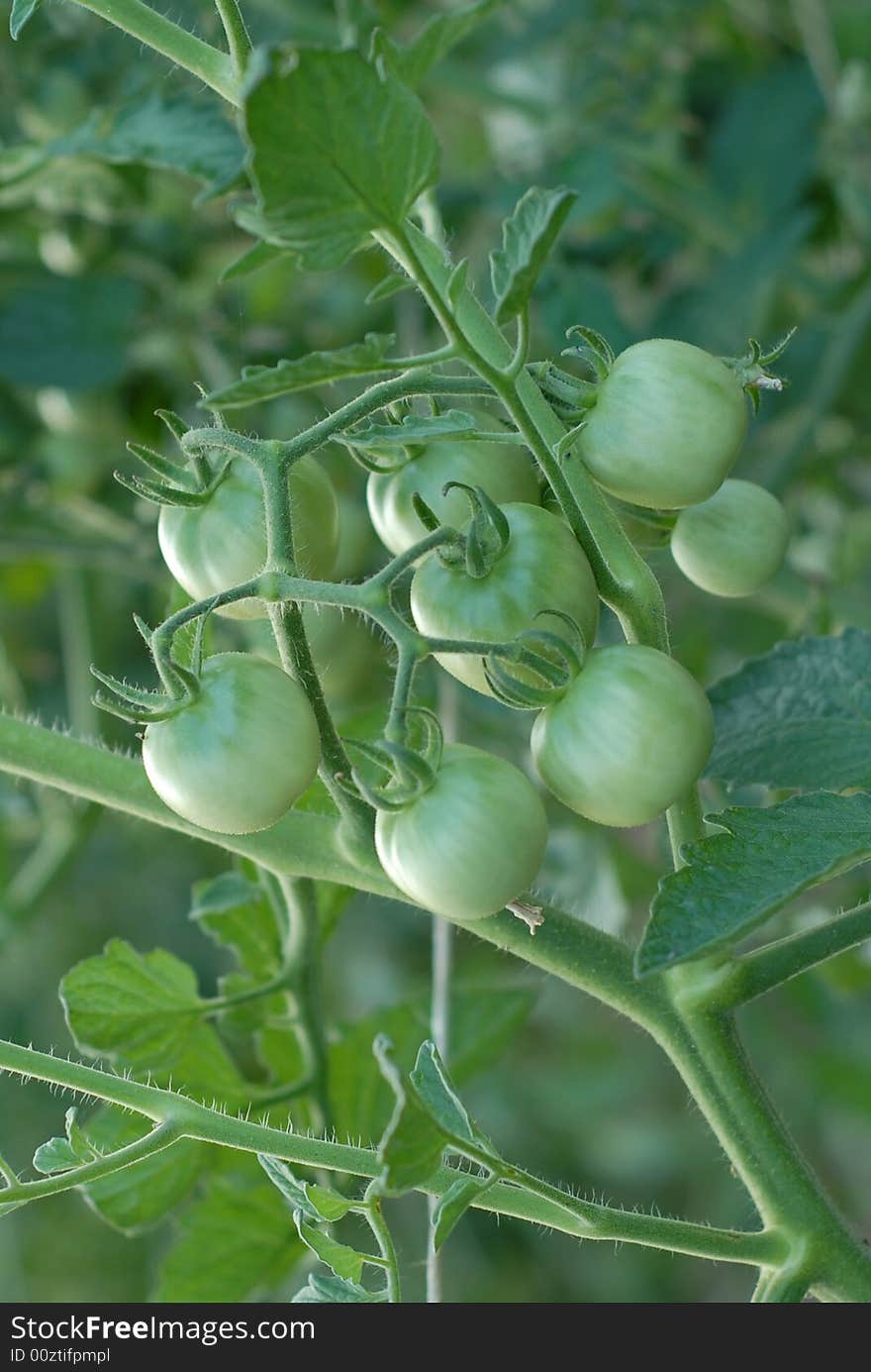 Green Tomatoes on the Vine in a Vegetable Garden