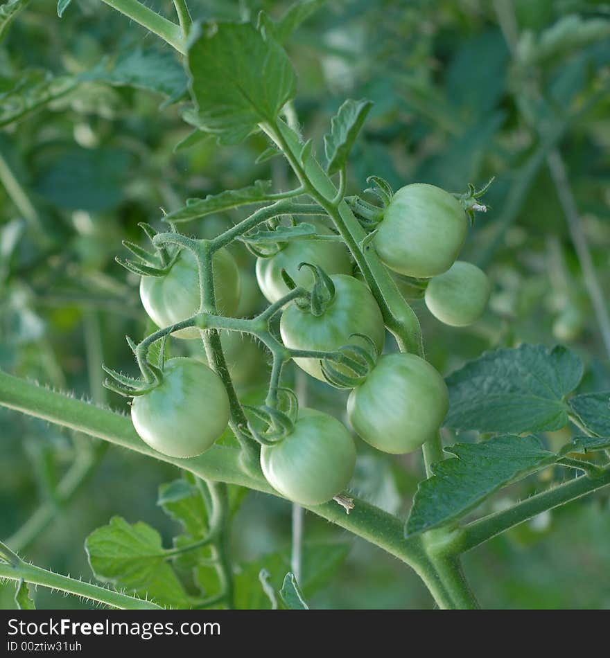 Green tomatoes on the vine in a vegetable garden