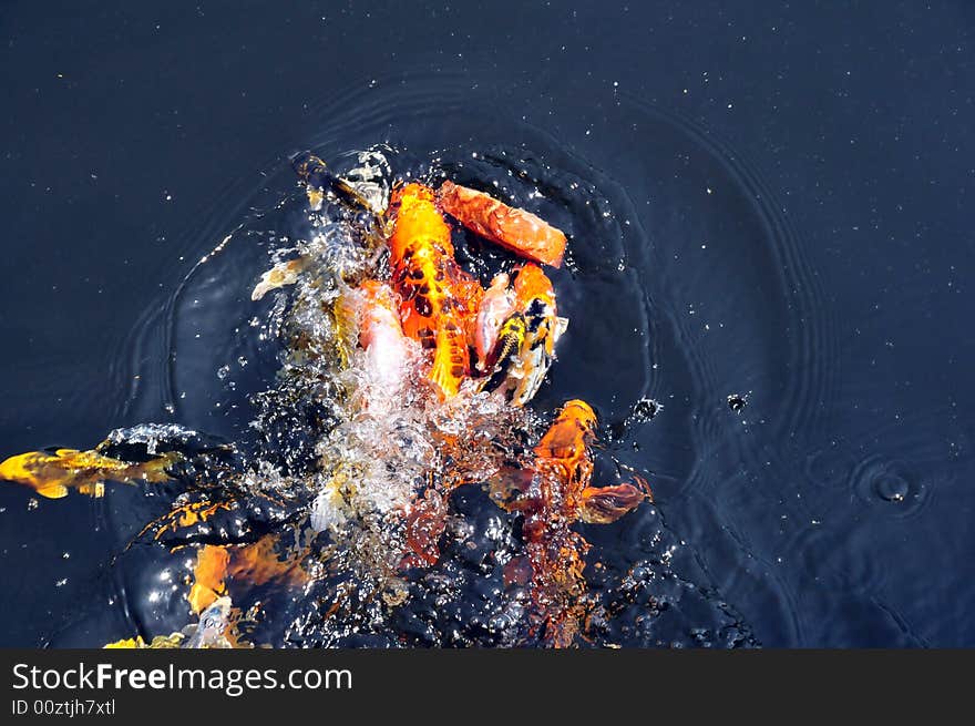 Feeding koi fish