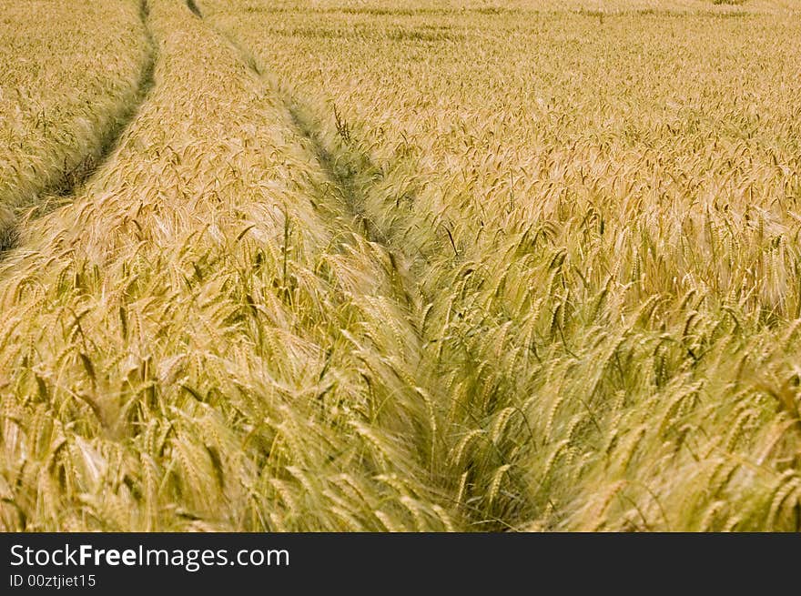 A wheat in summer day. A wheat in summer day