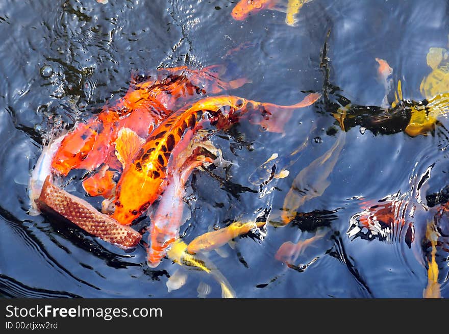 Feeding the koi fish with a piece of bread. the kois are playing with the bread and swimming like crazy. Feeding the koi fish with a piece of bread. the kois are playing with the bread and swimming like crazy.