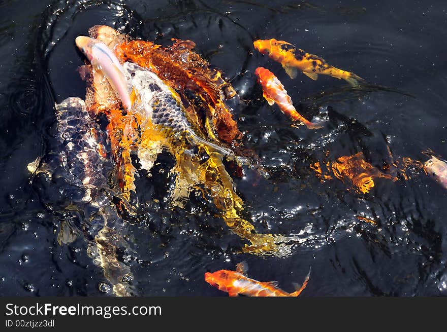 Feeding koi fish