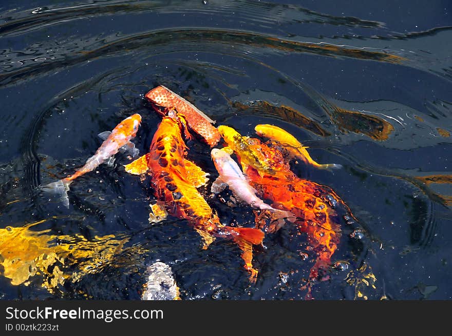 Feeding the koi fish with a piece of bread. the kois are playing with the bread and swimming like crazy. Feeding the koi fish with a piece of bread. the kois are playing with the bread and swimming like crazy.