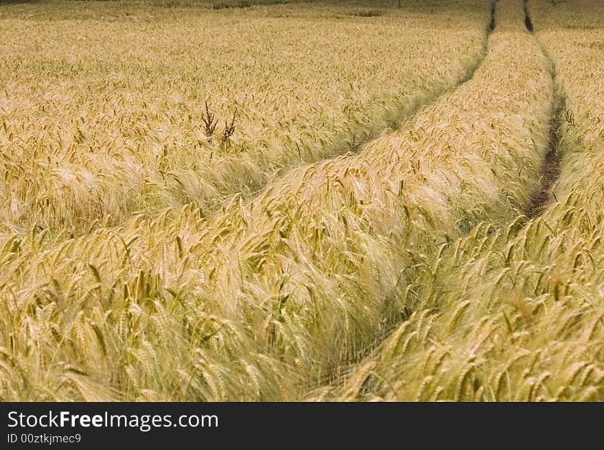 A wheat in summer day. A wheat in summer day