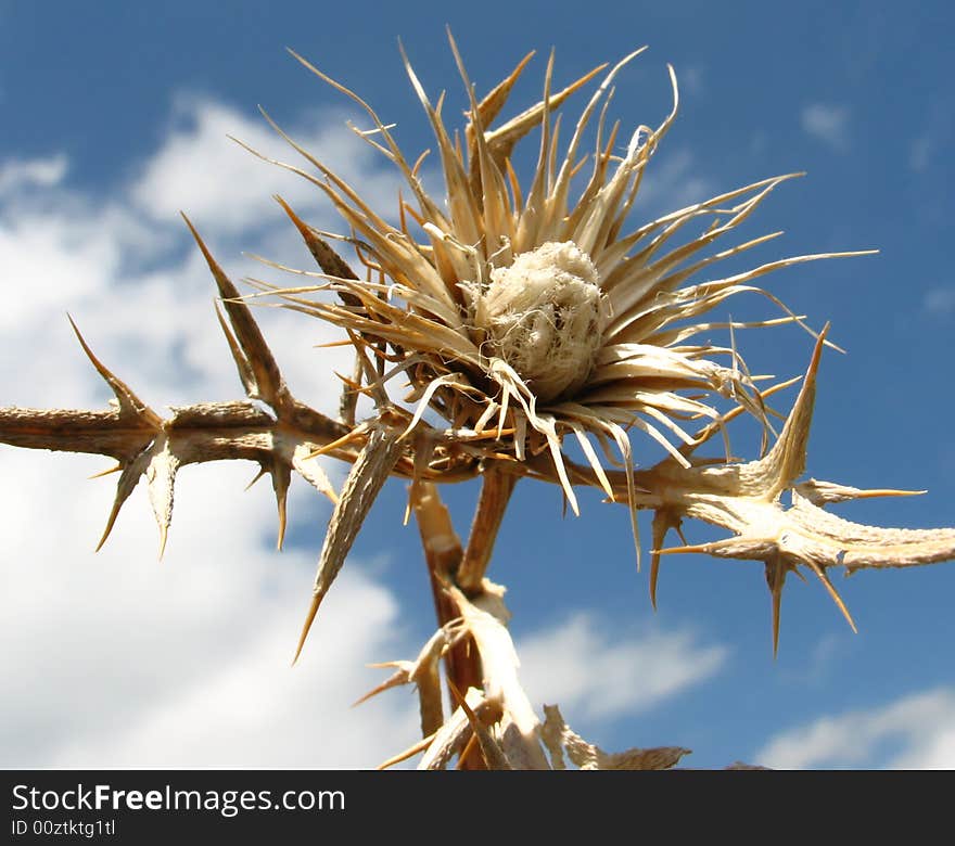 Dryed plant  on  blue sky background. Dryed plant  on  blue sky background