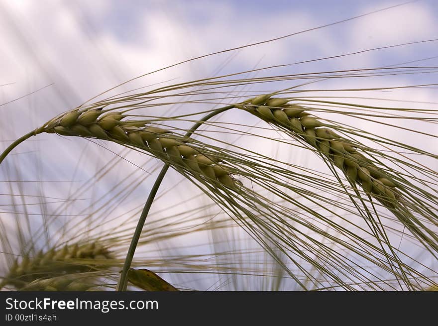 A wheat in summer day