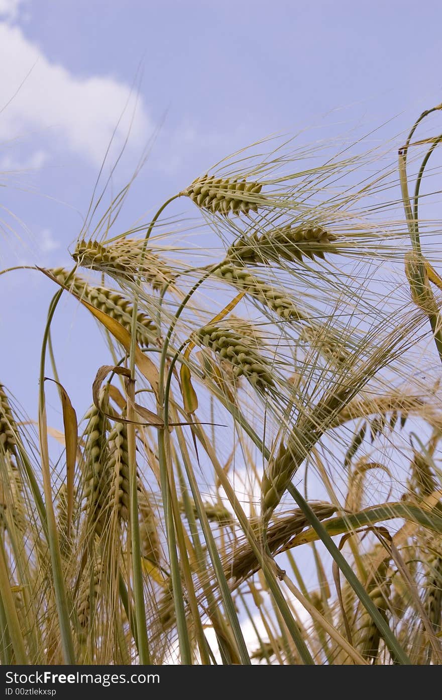 A wheat in summer day. A wheat in summer day