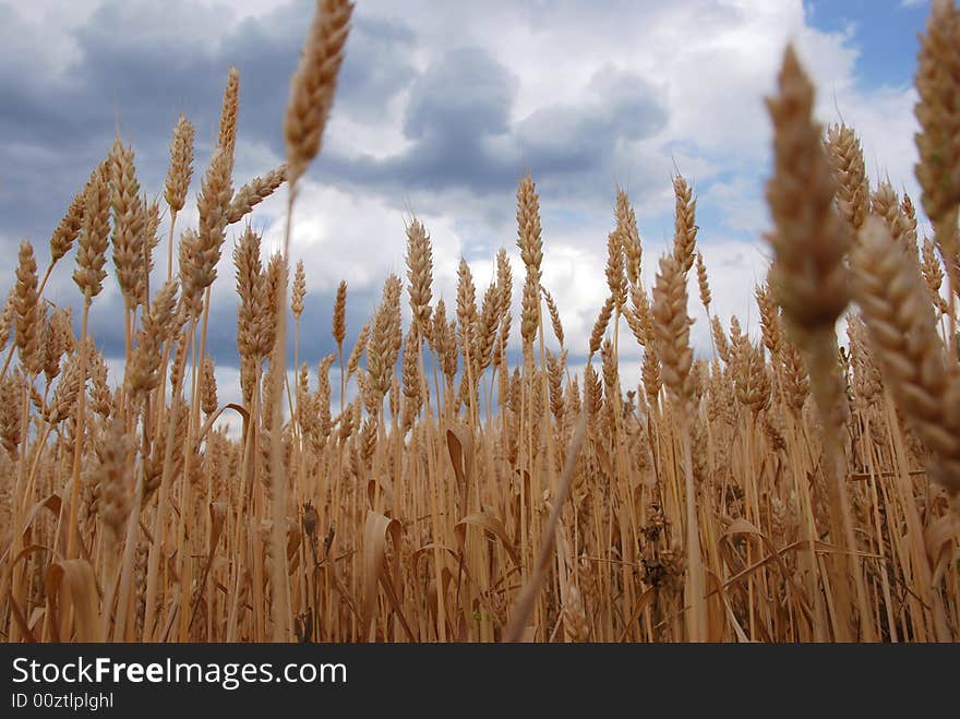 A background of a field of cropped wheat