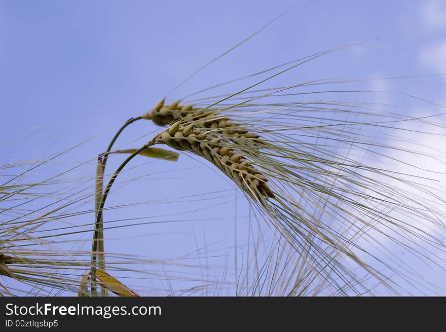 A wheat in summer day