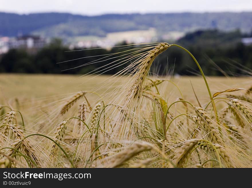 A wheat in summer day. A wheat in summer day