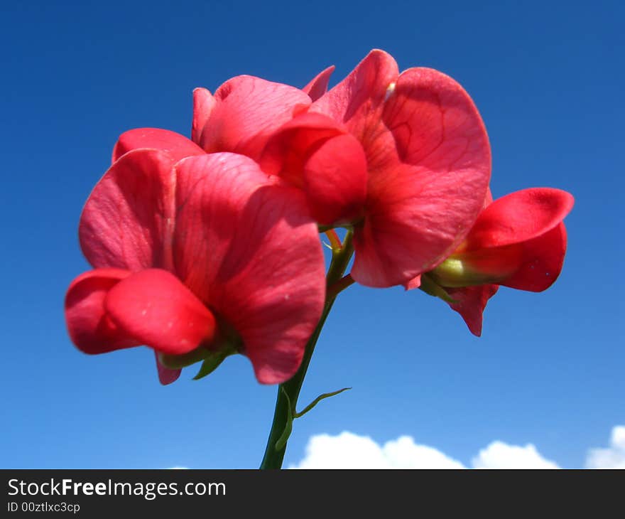 Flower On Sky