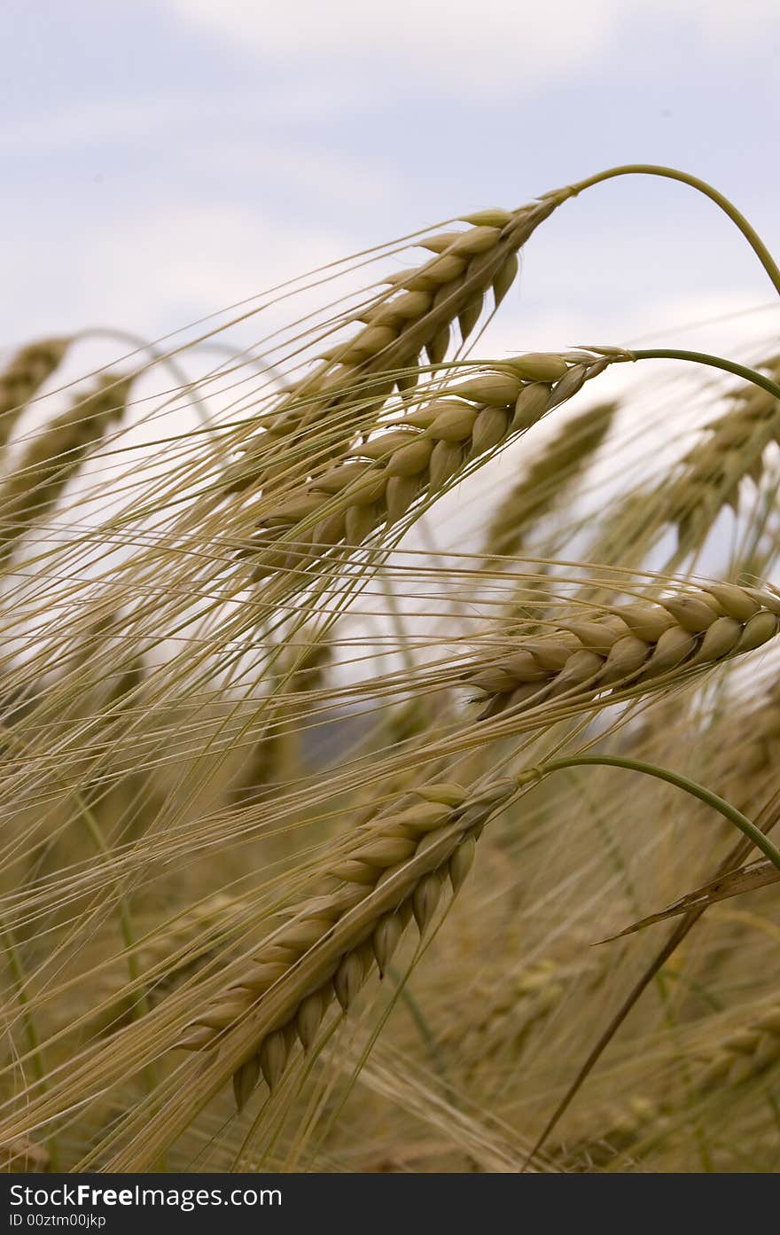 A wheat in summer day