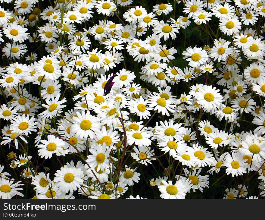 Daisy flowers  in spring meadow