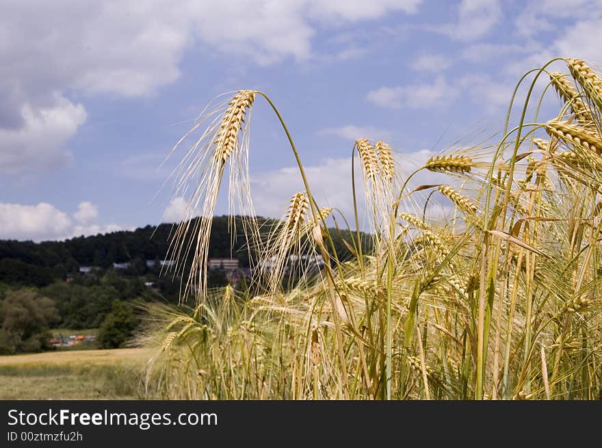 A wheat in summer day. A wheat in summer day