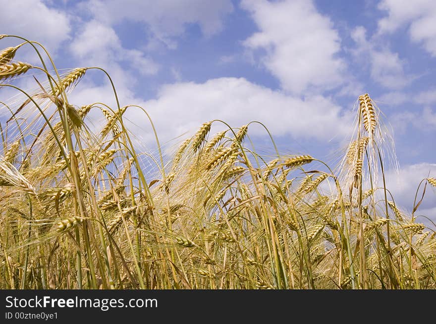 A wheat in summer day. A wheat in summer day