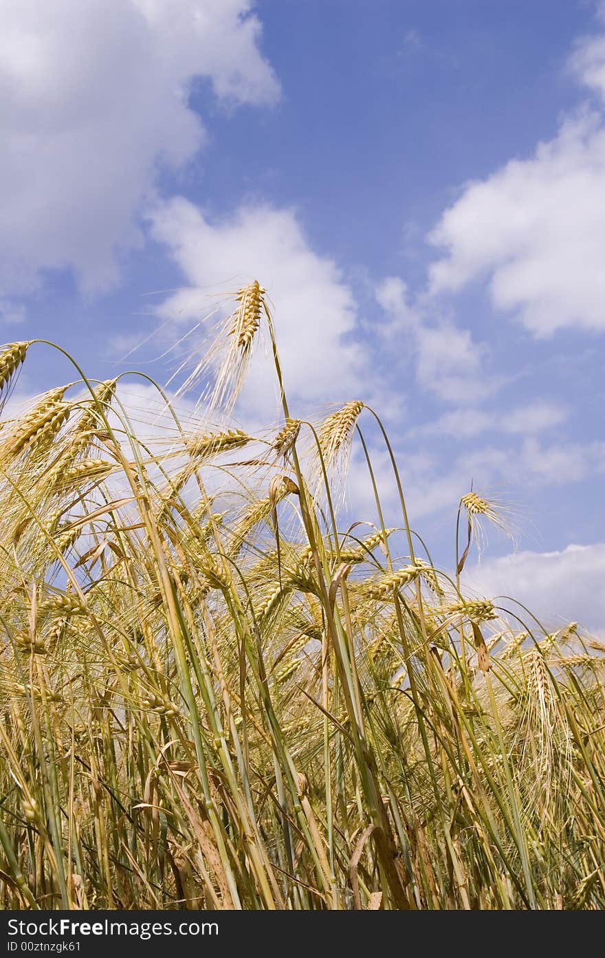 A wheat in summer day. A wheat in summer day