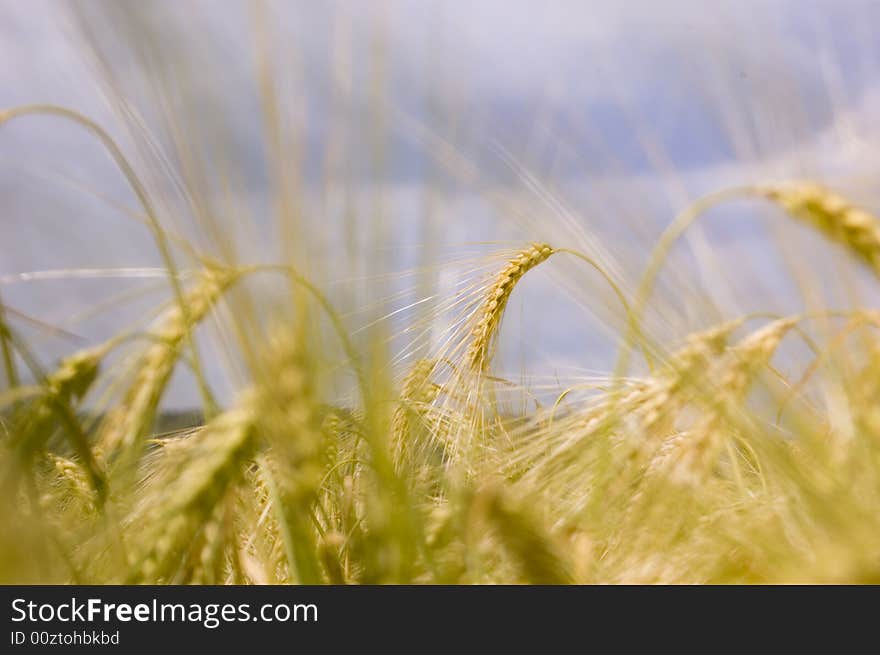 A wheat in summer day. A wheat in summer day