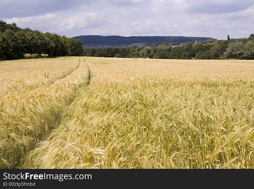 A wheat in summer day. A wheat in summer day