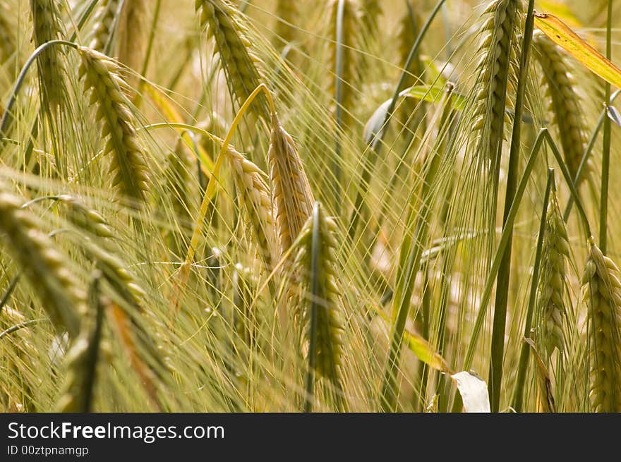 A wheat in summer day