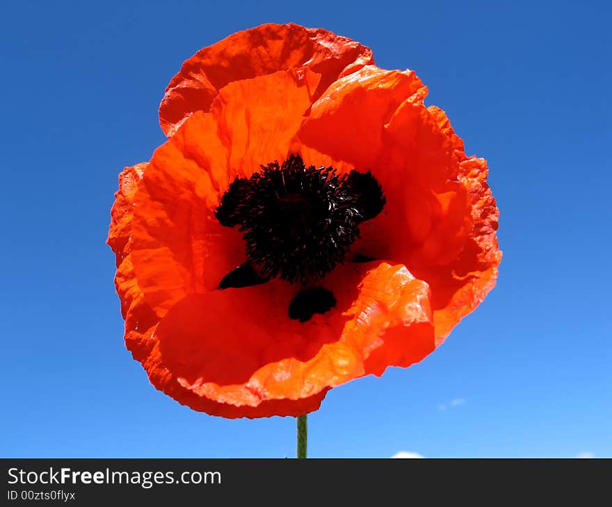 Flower on blue sky background. Flower on blue sky background