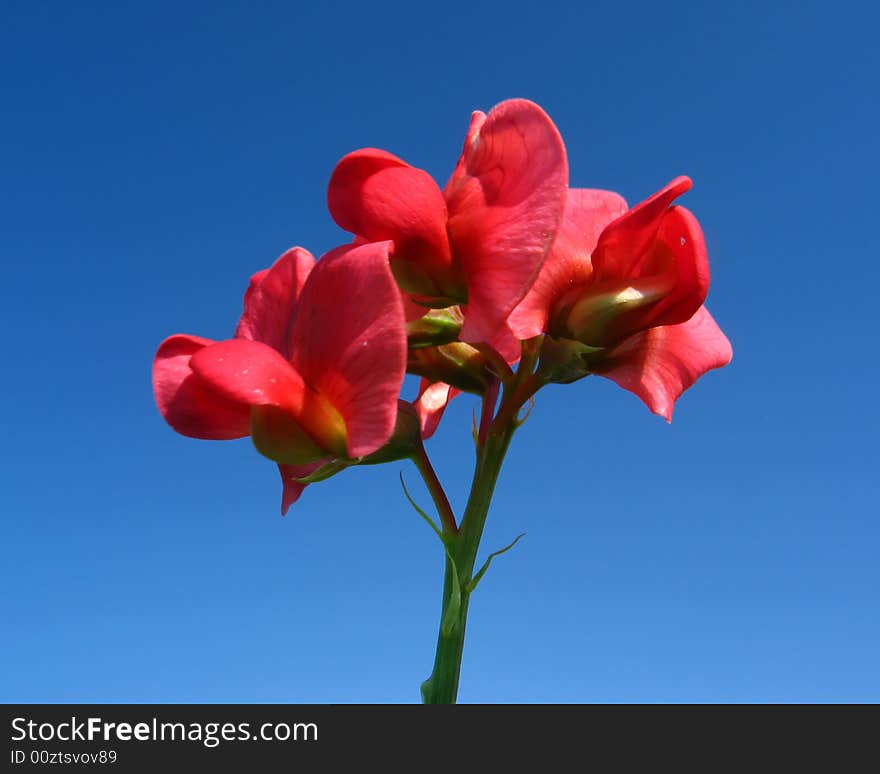 Flower on sky