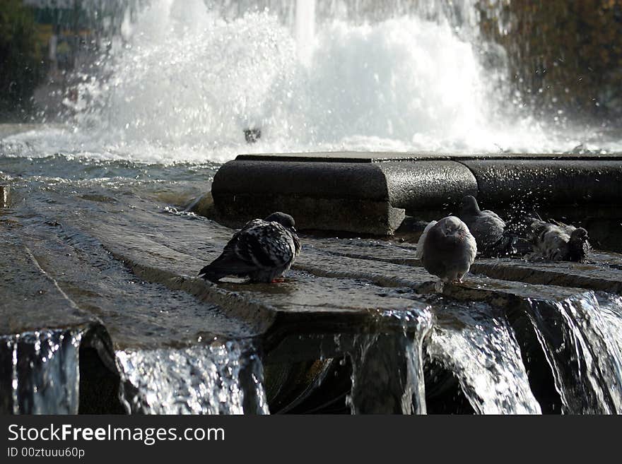 Fountain with a lot of water and pigeons bathing, Spain square,Madrid. Fountain with a lot of water and pigeons bathing, Spain square,Madrid