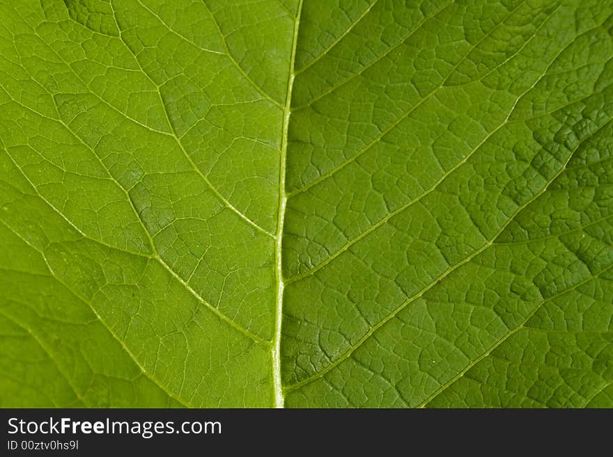 Macro Leaf